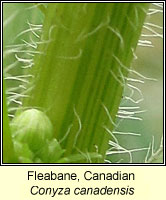 Fleabane, Canadian