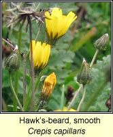 Hawk's-beard, smooth, Crepis capillaris
