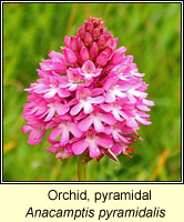 Orchid, Pyramidal, Anacamptis pyramidalis