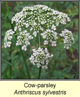 Cow-parsley, Anthriscus sylvestris