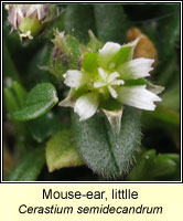 Mouse-ear, little, Cerastium semidecandrum