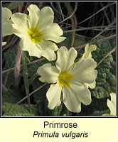 Primrose, Primula vulgaris