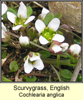 Scurvygrass, english, Cochlearia anglica