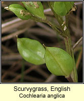 Scurvygrass, english, Cochlearia anglica