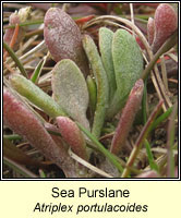 Sea Purslane, Atriplex portulacoides