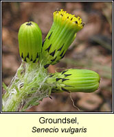 Groundsel, Senecio vulgaris