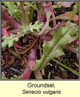 Groundsel, Senecio vulgaris