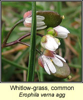 Whitlow-grass, Erophila verna agg