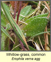 Whitlow-grass, Erophila verna agg