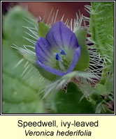Speedwell, ivy-leaved, Veronica hederifolia
