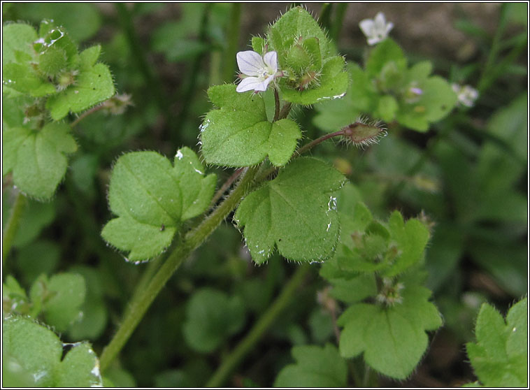 Ivy-leaved Speedwell, Veronica hederifolia