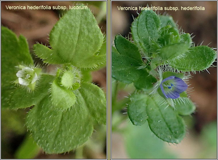 Ivy-leaved Speedwell, Veronica hederifolia