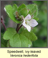 Speedwell, ivy-leaved, Veronica hederifolia