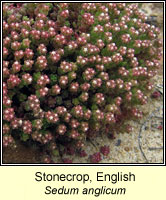Stonecrop, english, Sedum anglicum
