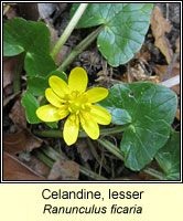 Celandine, lesser, Ranunculus ficaria, Ficaria verna