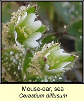 Mouse-ear, sea, Cerastium diffusum