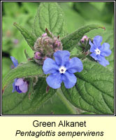 Green Alkanet, Pentaglottis sempervirens