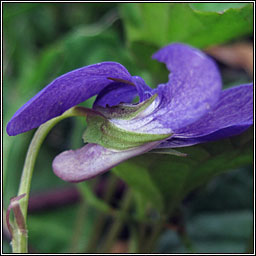 Common Dog-violet, Viola riviniana