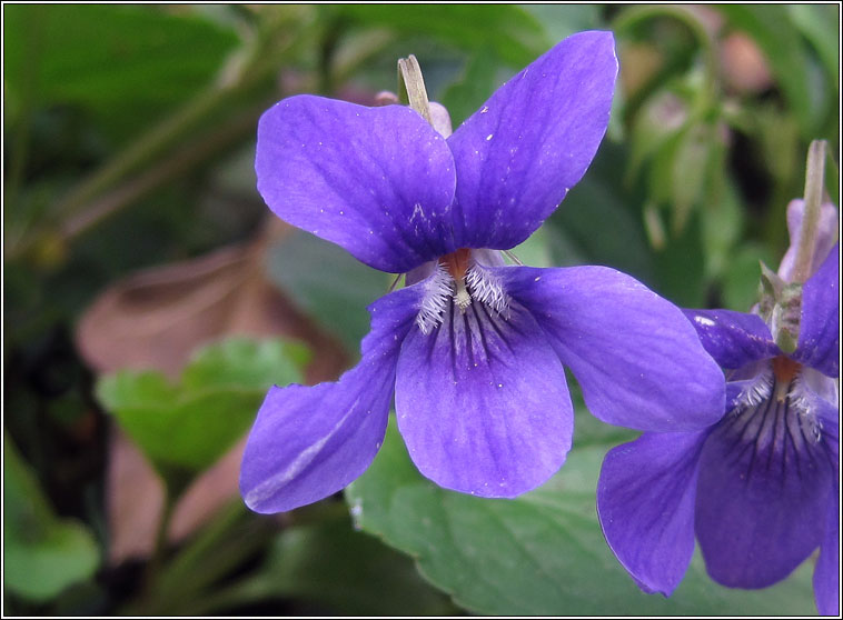 Common Dog-violet, Viola riviniana