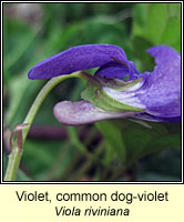 Violet, common dog-violet, Viola riviniana