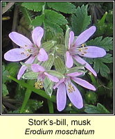 Stork's-bill, musk, Erodium moschatum