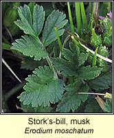 Stork's-bill, musk, Erodium moschatum