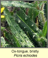 Ox-tongue, Bristly, Picris echiodes