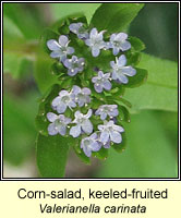 Corn-sald, keeled-fruited, Valerianella carinata