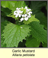 Garlic Mustard, Alliaria petiolata