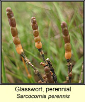 Glasswort, perennial, Sarcocornia perennis