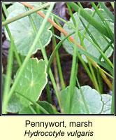 Marsh Pennywort, Hydrocotyle vulgaris