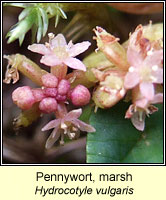 Marsh Pennywort, Hydrocotyle vulgaris