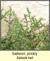 Saltwort, prickly, Salsola kali