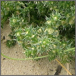 Prickly Saltwort, Salsola kali