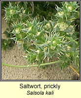 Saltwort, prickly, Salsola kali