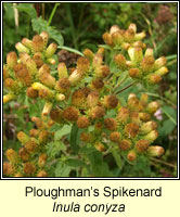 Ploughmans Spikenard, Inula conyzae