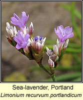 Sea-lavender, Portland, Limonium recurvum