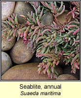 Seablite, annual, Suaeda maritima