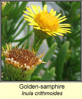 Golden-samphire, Inula crithmoides