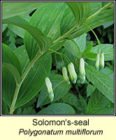 Solomon's-seal, Polygonatum multiflorum