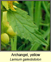 Archangel, yellow, Lamium galeobdolon