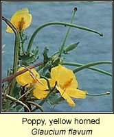 Poppy, Yellow-horned, Glaucium flavum