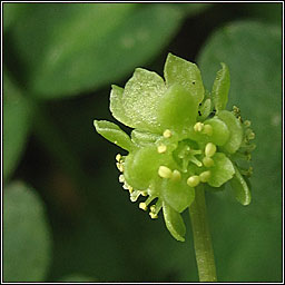 Moschatel (Town-hall Clock), Adoxa moschatellina
