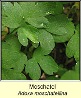 Moschatel (Town-hall Clock), Adoxa moschatellina