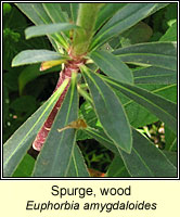 Wood Spurge, Euphorbia amygdaloides
