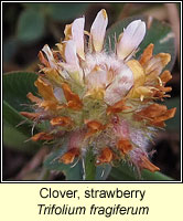 Clover, strawberry, Trifolium fragiferum