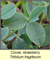 Clover, strawberry, Trifolium fragiferum
