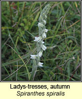 Ladys-tresses, autumn, Spiranthes spiralis