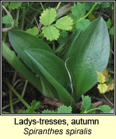Ladys-tresses, autumn, Spiranthes spiralis