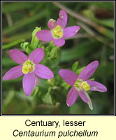 Centuary, lesser, Centaurium pulchellum